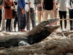 Sandiaga Sebutkan Wisatawan akan tetap bisa Nikmati Melihat Aktivitas Komodo di Pulau Rinca