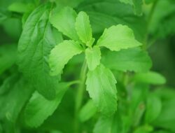 Daun Stevia, Pemanis Alami Ini Bisa Jadi Alternatif Pengganti Gula