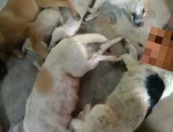 Warga Tangkap Terduga Pencuri Anjing di Ngabang